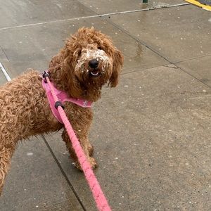 Meet your Posher, Noelle